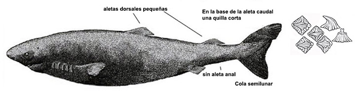 Somniosus microcephalus_03.jpg